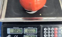 Aydın'da pazarda 850 gramlık dev domates: Büyük ilgi gördü!