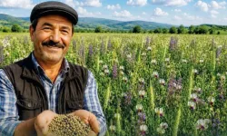 Denizli'de belediyeden yem tohumu desteği: Başvurular başladı!