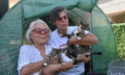 İzmir'de şaşkına çeviren olay: Erkek kedi doğum yaptı!