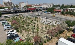 İzmir'de Konak Kemer'de atıl alan ormana dönüştürüldü!