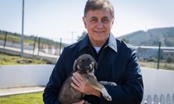 İzmir Dikili'ye 2 bin 500 kapasiteli sahipsiz hayvan yaşam alanı kuruluyor!