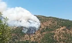 Aydın'da orman yangını: Havadan ve karadan müdahale başladı!