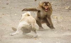 Maymunlar dehşet saçtı! İntikam almak için 250 köpeği öldürdü!