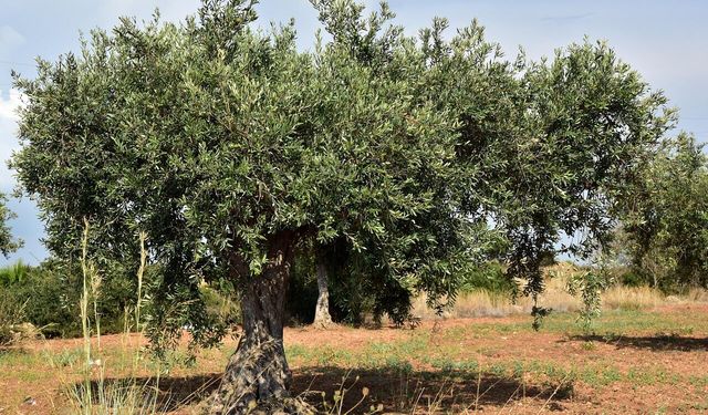 Halkalı Leke Alarmı Verildi: Manisa'da Zeytin Ağaçlarını Tehdit Eden Büyük Risk! Sakın İhmal Etmeyin...