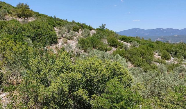 Muğla’da Maden Devrine ÇED Freni: Biri Ormana, Diğeri Turizme Takıldı!