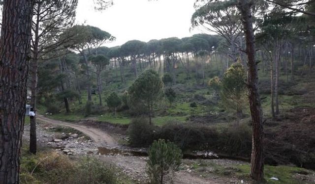 Tanesi Altınla Yarışıyor, Ağaçlara Güvenlik Kamerası Takıldı! Aydın’da ‘Künar’ Alarmı: Kilosu 3 Bin TL