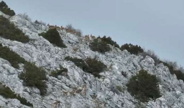 Muğla Dağlarında Nefes Kesen Anlar: Yaban Keçileri Termal Drone İle Takipte!