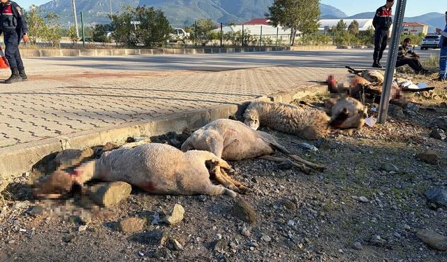 Fethiye’de Katliam Gibi Kaza: Motosiklet Sürüye Daldı, 8 Koyun Telef Oldu…