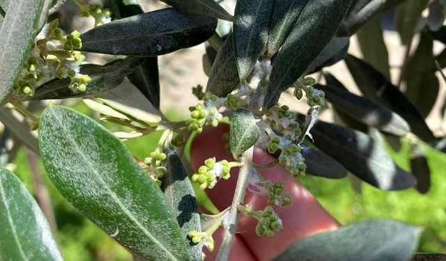 Manisa Sarıgöl'de zeytin üreticilerine önemli uyarı!