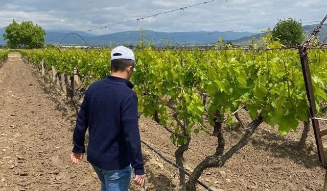 Manisa'da üreticiye önemli uyarı: Vakit kaybetmeden önlem alın!