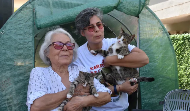 İzmir'de şaşkına çeviren olay: Erkek kedi doğum yaptı!