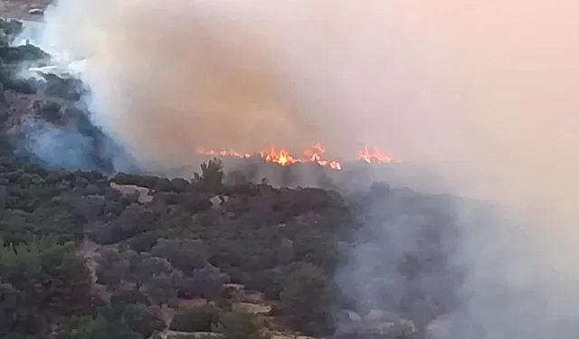 İzmir Bornova’da Homeros Vadisi’nde orman yangını!