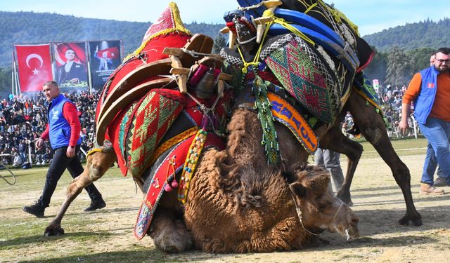 Torbalı’da Deve Güreşi Festivali gerçekleşti
