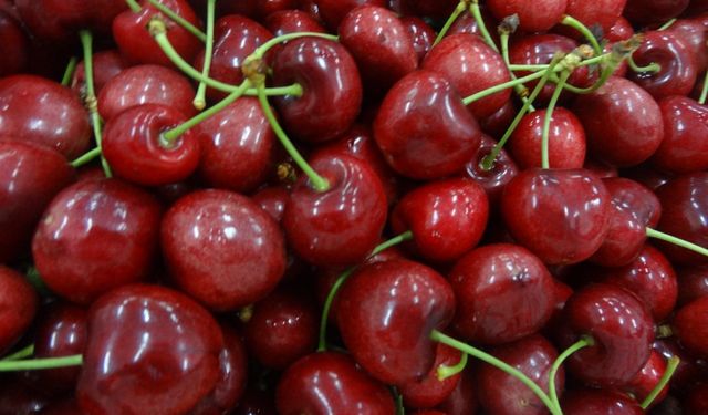 Kiraz ağaçları ihracat rekoru kırmak için sabırsızlanıyor