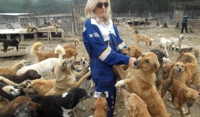 6,5 Milyon Sahipsiz Köpek Yasayla Katledilecek 