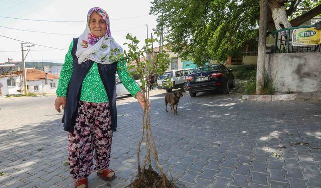 Buca Belediyesi’nden Üreticiye Fidan Desteği