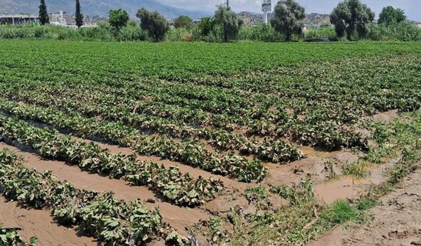 Aydın'da sağanak yağış tarım arazilerinde hasara neden oldu: Çalışmalar başlatıldı!