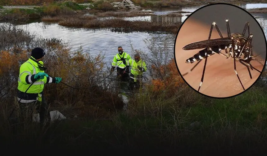 İzmir'de Afrika'dan gelen sivrisinek alarmı: Kentte görülmeye başladı!