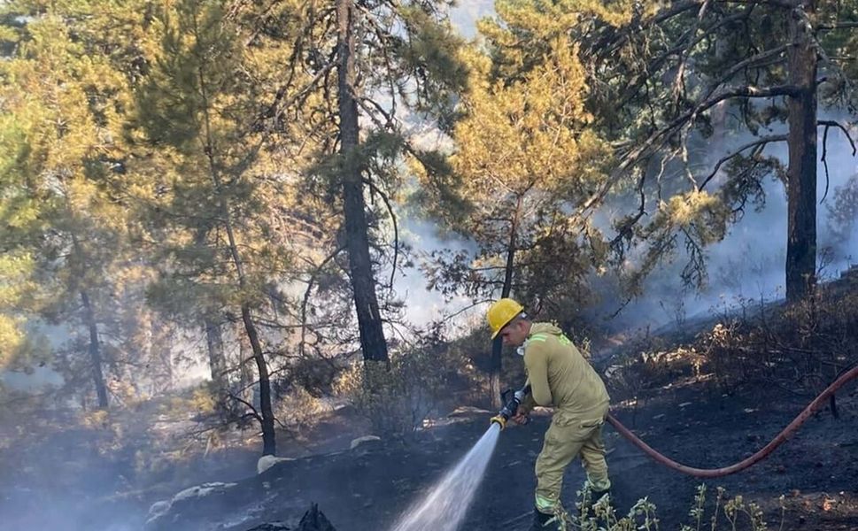 Aydın'da orman yangını: Havadan ve karadan müdahale edildi!