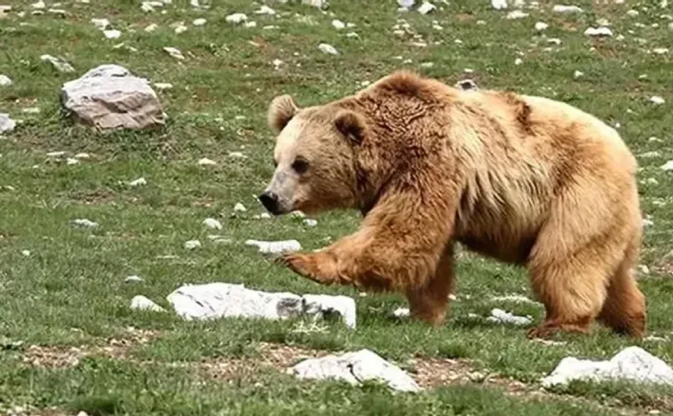 İzmir Seferihisar'da ayı saldırısı: 70 yaşındaki adam hayatını kaybetti!