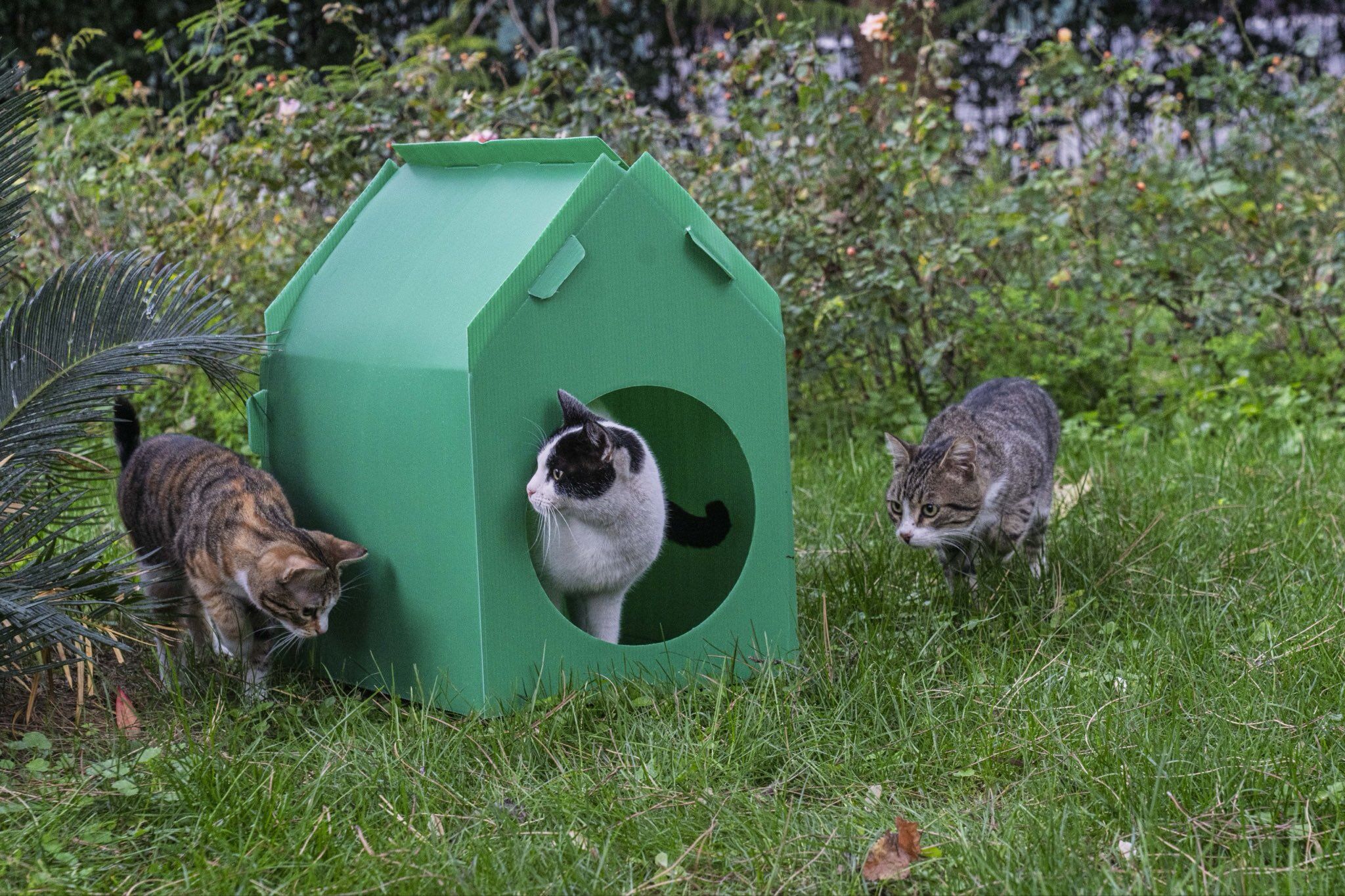 Portatif Kedi Evi-1