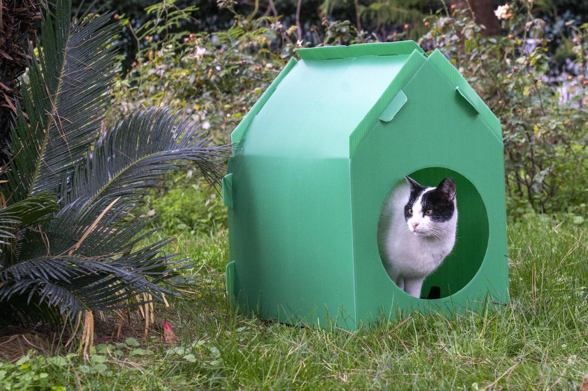 Portatif Kedi Evi