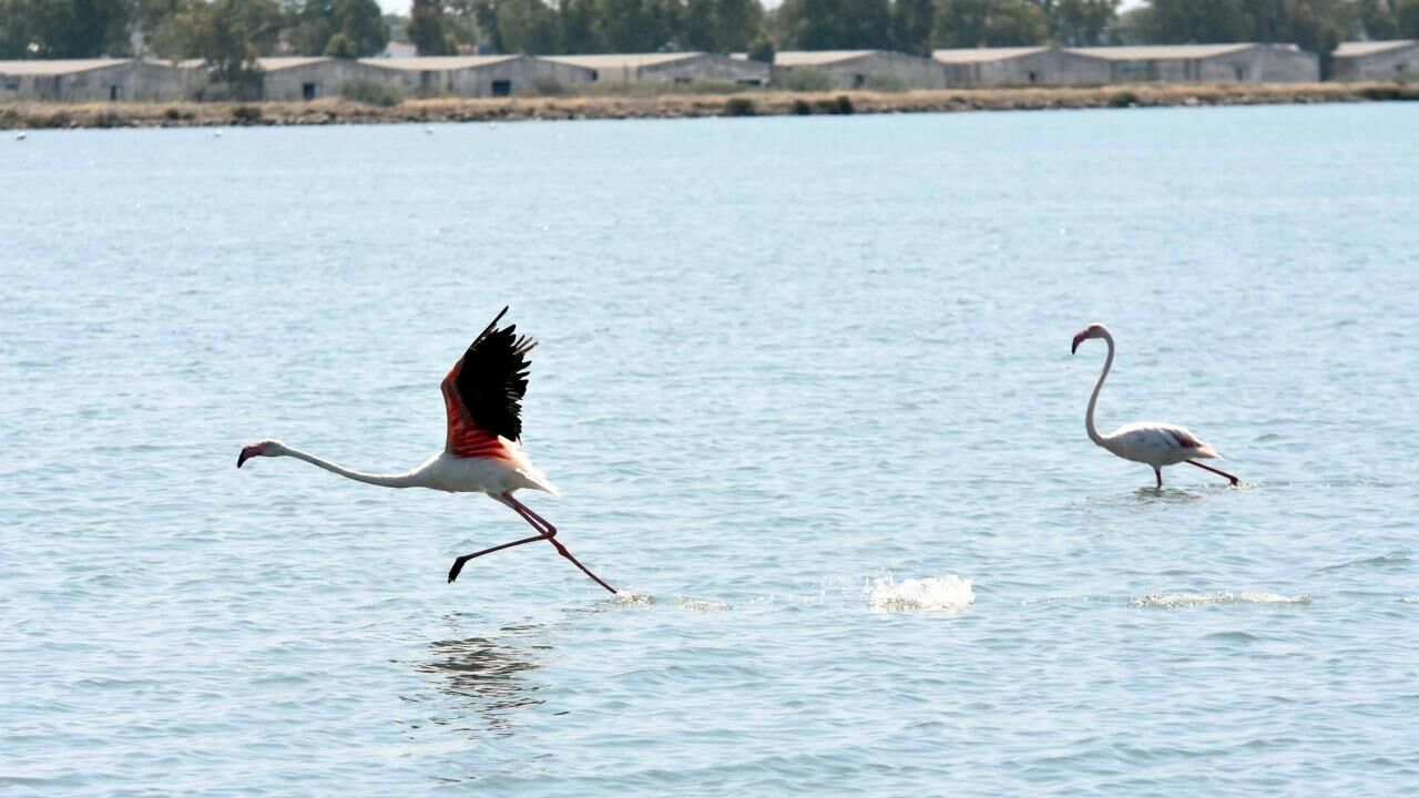 İzmir Kuş Cenneti