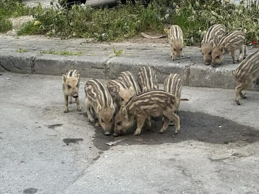 İzmir’in Balçova Ilçesinde (1)