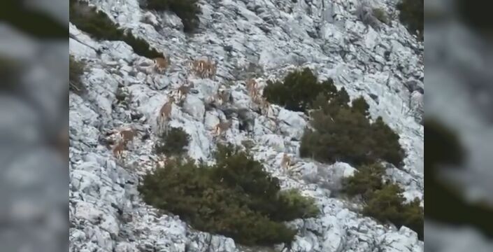 Mugla Da Yaban Kecileri Termal Drone Ile Goruntulendi