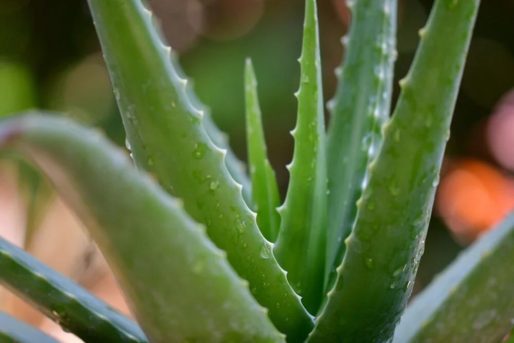 Aloe Vera Yze Nasl Srlr? - Ege Haber - EGE TV - Son Dakika Haberler -  zmir Haberleri